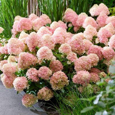 Zwerg-Rispenhortensie 'Living Little Love®'