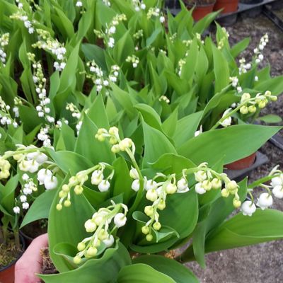 Maiglöckchen 'Lovely White'