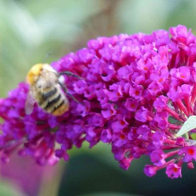 Zwerg-Schmetterlingsflieder 'BUZZ Velvet'