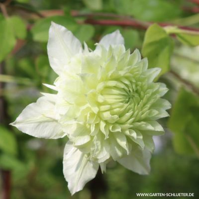 Waldrebe 'Manju'