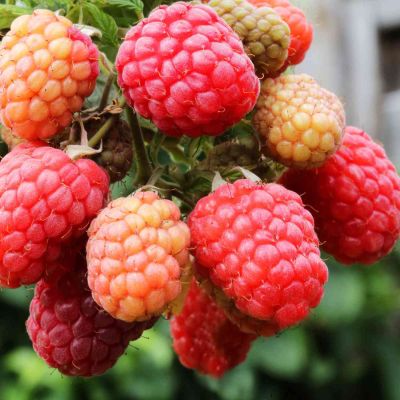 Himbeere 'Autumn Bliss®'