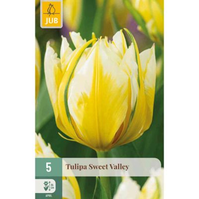 Gefüllte frühe Tulpe 'Sweet Valley' - 5 Stück