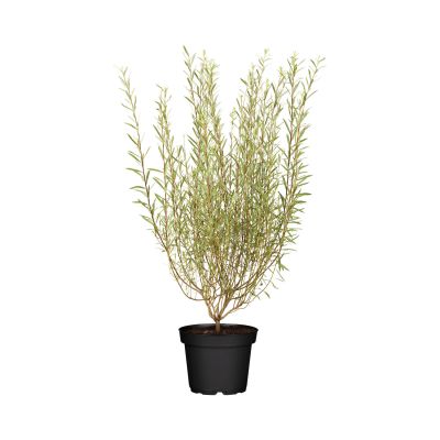 Kugelweide 'Nana'