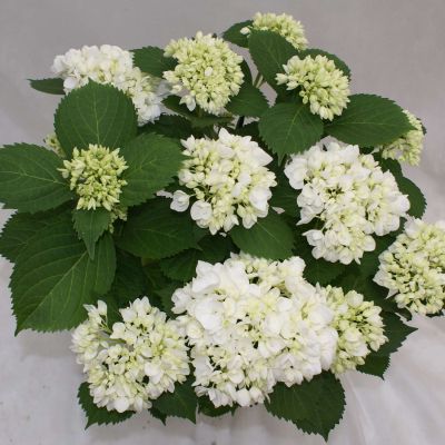 Ballhortensie 'Soeur Therese'
