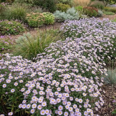 Glattblatt-Aster 'Rosenquarz'