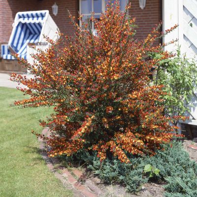 Edelginster 'Lena' Edelginster 'Lena'