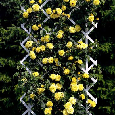 Kletterrose 'Goldstern®' Kletterrose 'Goldstern®'