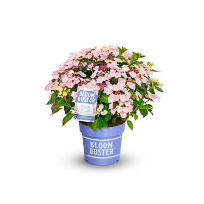 Hortensie 'Bloombuster® Weiß'