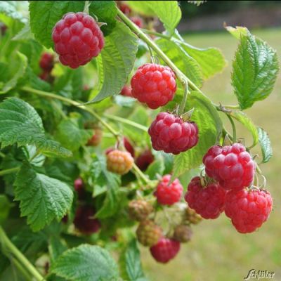 Topf-Himbeere 'Ruby Beauty' Topf-Himbeere 'Ruby Beauty'