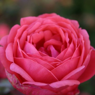 Beetrose Parfuma® 'Gartenprinzessin Marie-Jose®'