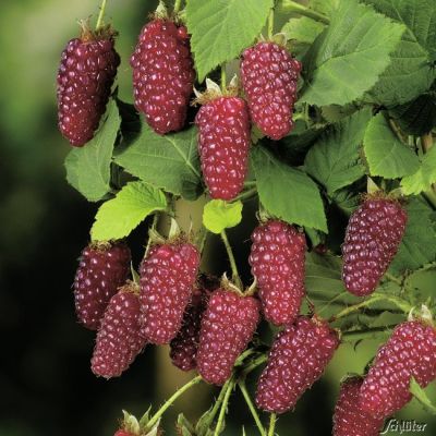 Dornenlose Him-Brombeere 'Buckingham Tayberry®' Dornenlose Him-Brombeere 'Buckingham Tayberry®'