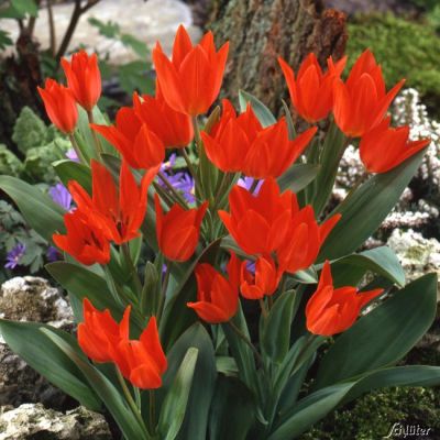 Mehrblütige Tulpe 'Praestans Fusilier' - 10 Stück