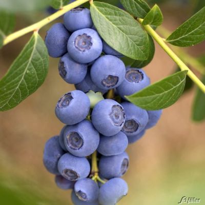 Heidelbeere 'Reka'® - die Gartenheidelbeere Heidelbeere 'Reka'® - die Gartenheidelbeere