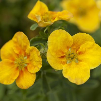 Fingerstrauch  'Mango Tango®' Fingerstrauch  'Mango Tango®'