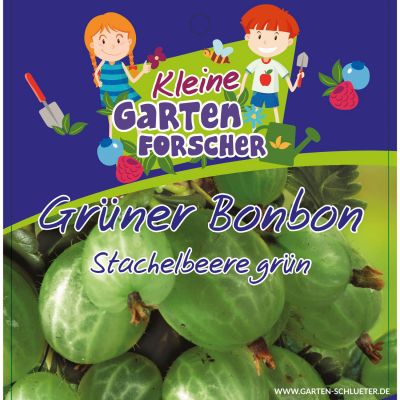 Grüne Stachelbeere 'Grüner Bonbon' Kleine Gartenforscher Grüne Stachelbeere 'Grüner Bonbon' Kleine Gartenforscher