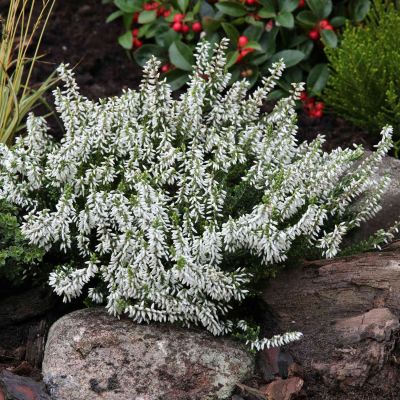 Sommerheide 'Madonna' (GardenGirls®) - Knospenblüher