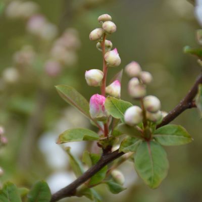Prunkspiere 'Blushing Pearl' C3 40 - 60 cm Prunkspiere 'Blushing Pearl'