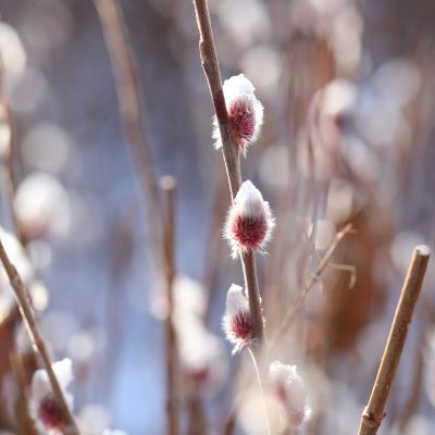 Stämmchen Rosa Kätzchenweide 'Mount Aso' 'Rotkätzchen' Stämmchen Rosa Kätzchenweide 'Mount Aso' 'Rotkätzchen'