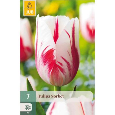 Einfache späte Tulpe 'Sorbet' - 7 Stück