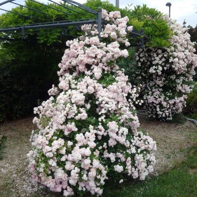 Kletterrose 'Parfum d'Evita®' Kletterrose 'Parfum d'Evita®'