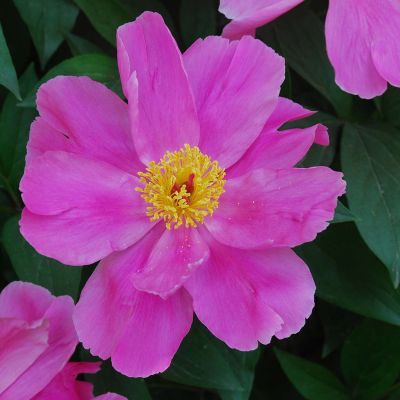 Pfingstrose 'Dancing Butterfly'