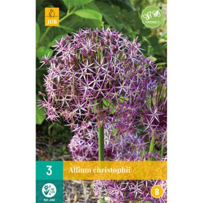 Allium christophii 'Sternschnuppe' Allium christophii 'Sternschnuppe'
