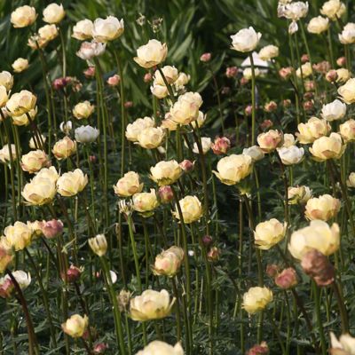 Garten-Trollblume 'New Moon'