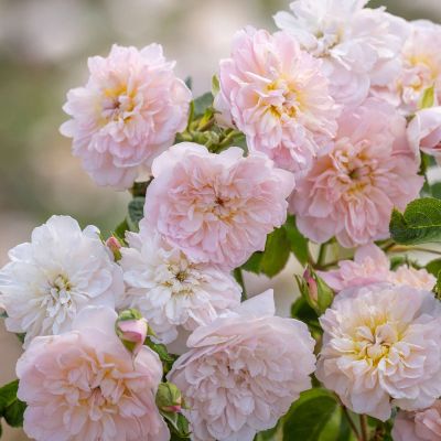 David Austin-Strauchrose 'Elizabeth®' David Austin-Strauchrose 'Elizabeth®'