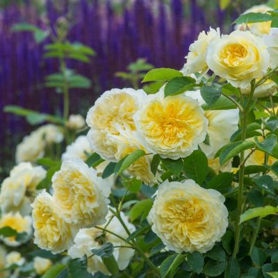 David Austin-Kletterrose 'The Pilgrim®' - AGM-Rose David Austin-Kletterrose 'The Pilgrim®' - AGM-Rose