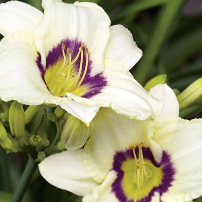 Kleinblumige Taglilie 'Pandora's Box'