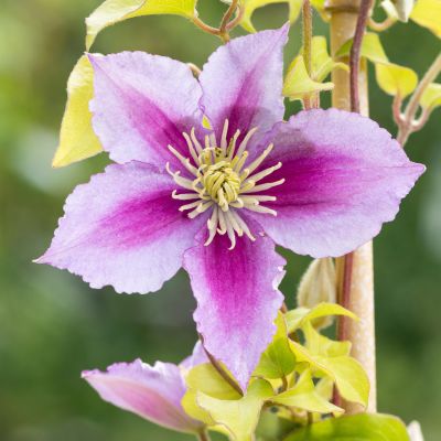 Clematis 'Piilu' Clematis 'Piilu'