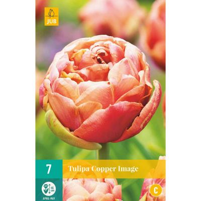 Späte gefüllte Tulpe 'Copper Image®'  - 5 Stück