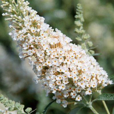 Zwerg-Schmetterlingsflieder 'BUZZ Ivory' Zwerg-Schmetterlingsflieder 'BUZZ Ivory'