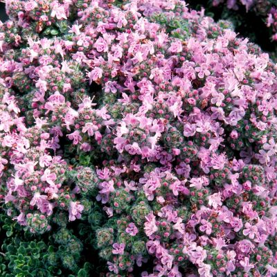 Woll-Thymian Woll-Thymian
