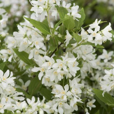 Maiblumenstrauch 'Yuki Snowflake®' Maiblumenstrauch 'Yuki Snowflake®'