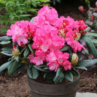 Ball-Rhododendron 'Fantastica'