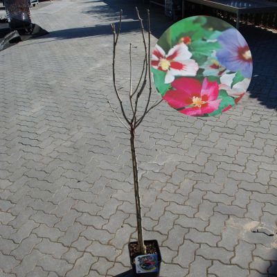 Hibiscus 'Tricolor' Stamm 80 cm Hibiscus 'Tricolor' Stamm 80 cm