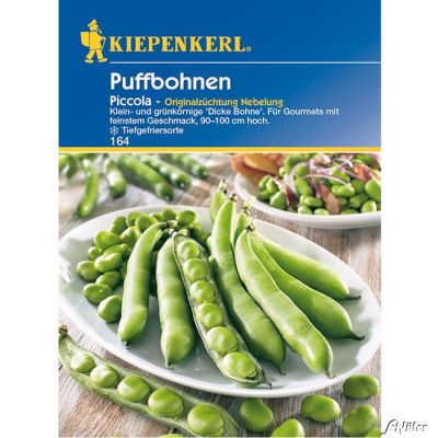 Puffbohne 'Piccola' (Dicke Bohnen) Puffbohne 'Piccola' (Dicke Bohnen)