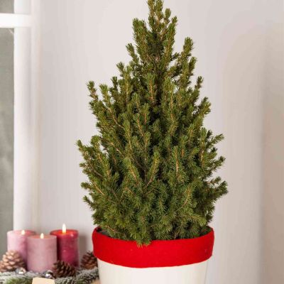 Zuckerhutfichte Zuckerhutfichte