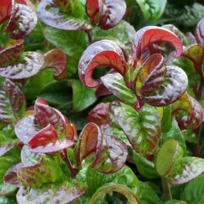 Traubenheide 'Curly Red®'