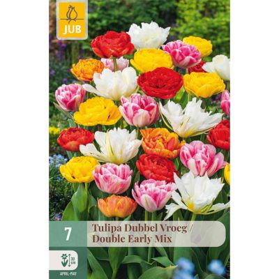 Gefüllte frühe Tulpe 'Mischung' - 7 Stück