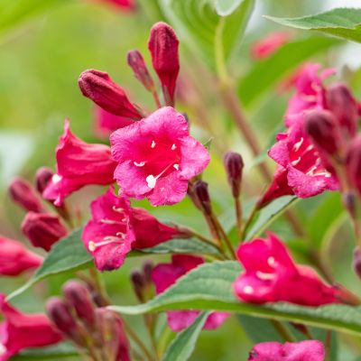 Weigelie 'Bristol Ruby' Weigelie 'Bristol Ruby'
