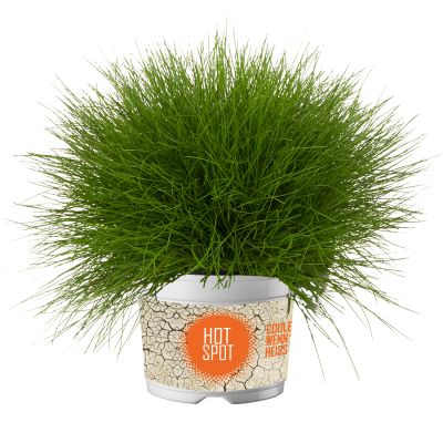 Zwerg-Blauschwingel 'Glaucantha' Zwerg-Blauschwingel 'Glaucantha'