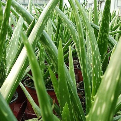 Aloe Vera 'Sweet' - 1 Pflanzen