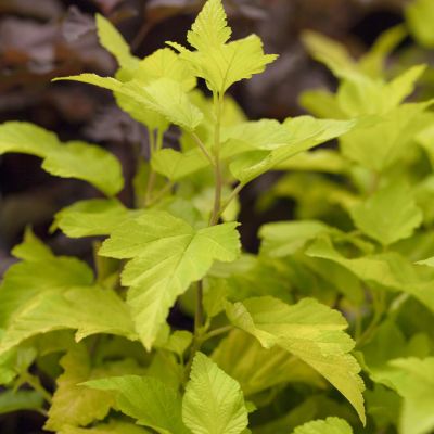 Blasenspiere 'Dart's Gold'