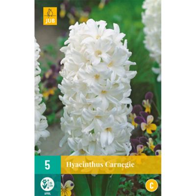 Hyazinthe 'Carnegie' - 5 Stück Hyazinthe 'Carnegie' - 5 Stück