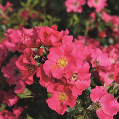 Bodendeckerrose 'Stadt Rom®' - ADR-Rose Bodendeckerrose 'Stadt Rom®' - ADR-Rose