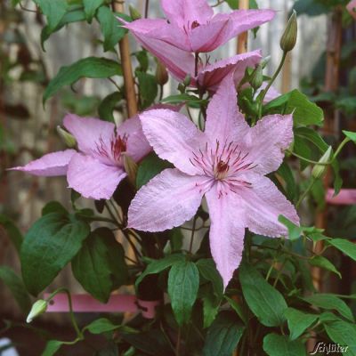 Clematis 'Hagley Hybrid' Clematis 'Hagley Hybrid'
