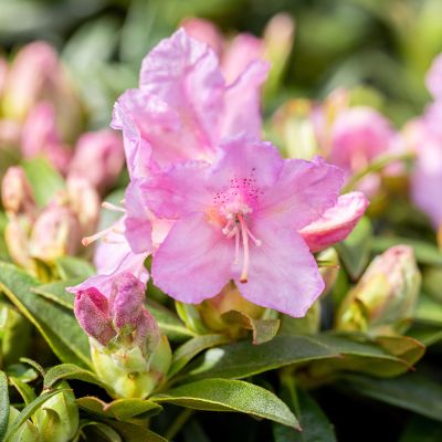 Chinesischer Zwergrhododendron 'Robert Seleger' Chinesischer Zwergrhododendron 'Robert Seleger'