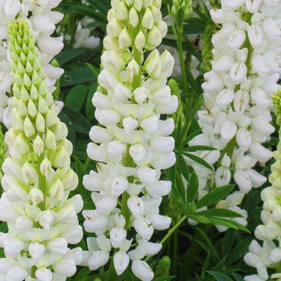 Gartenlupine 'Gallery White'